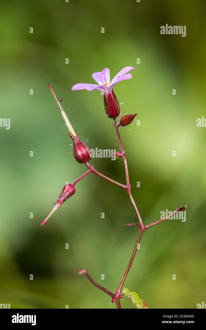 Herb Robert flowers and seed box Stock Photo Alamy
