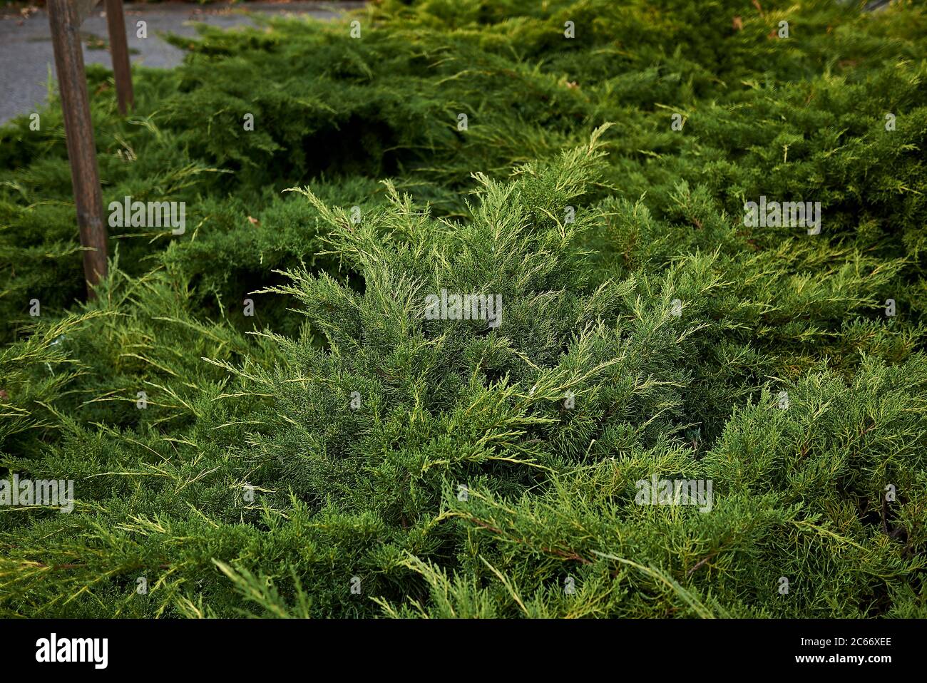Juniperus sabina evergreen foliage Stock Photo