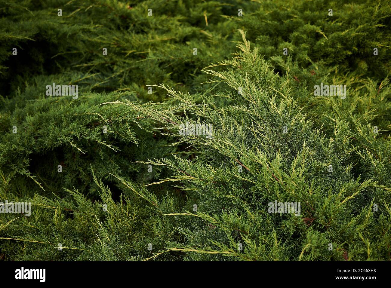 Juniperus sabina evergreen foliage Stock Photo