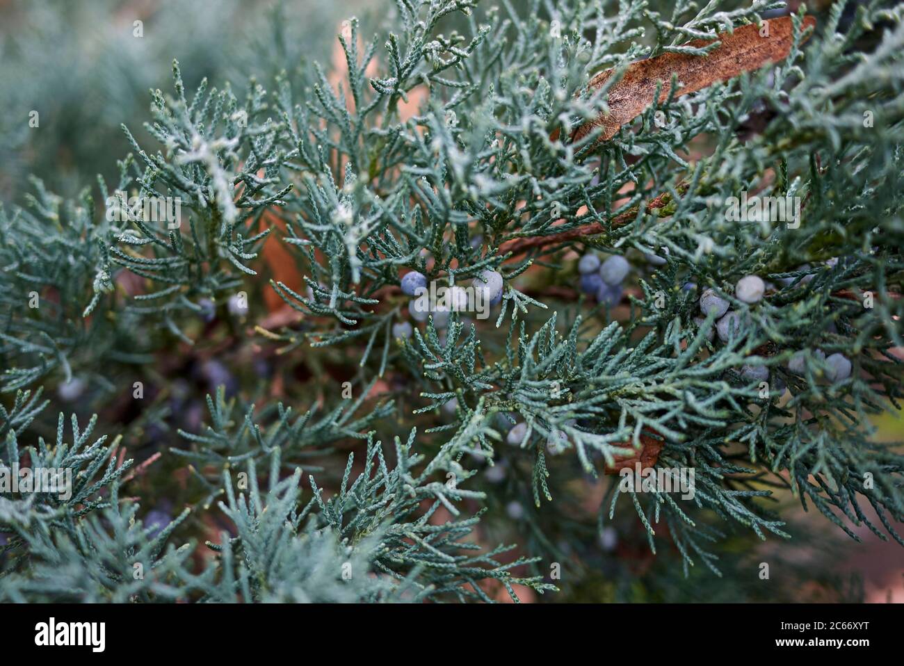 Juniperus scopulorum evergreen shrub close up Stock Photo