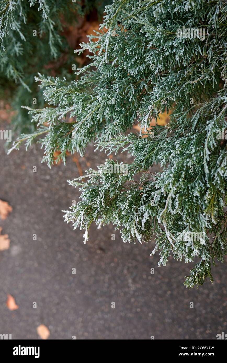 Juniperus scopulorum evergreen shrub close up Stock Photo