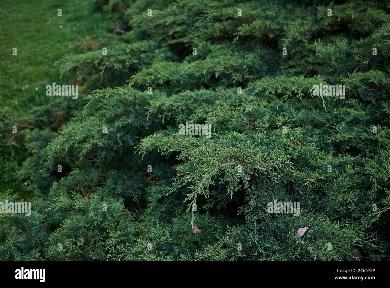 Juniperus virginiana evergreen shrub in a public park Stock Photo