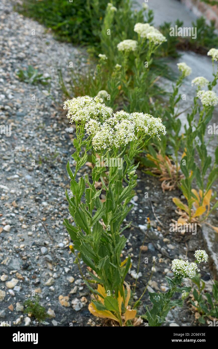 Lepidium draba white inflorescence Stock Photo
