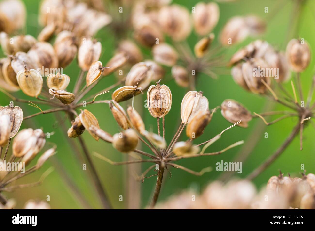 Hogweed seeds Stock Photo