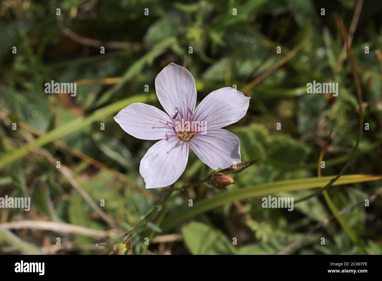 Linum tenuifolium - Wild plant shot in summer. Stock Photo