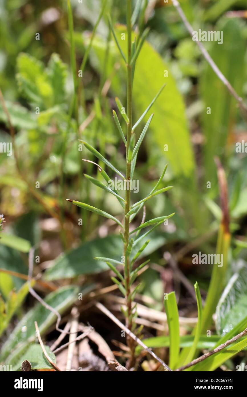 Linum tenuifolium - Wild plant shot in summer. Stock Photo