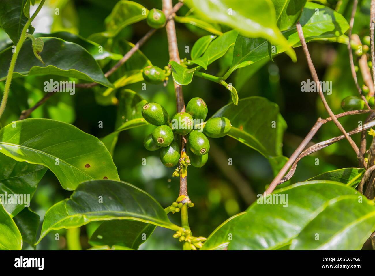 Raw green coffee beans, in Panama Stock Photo