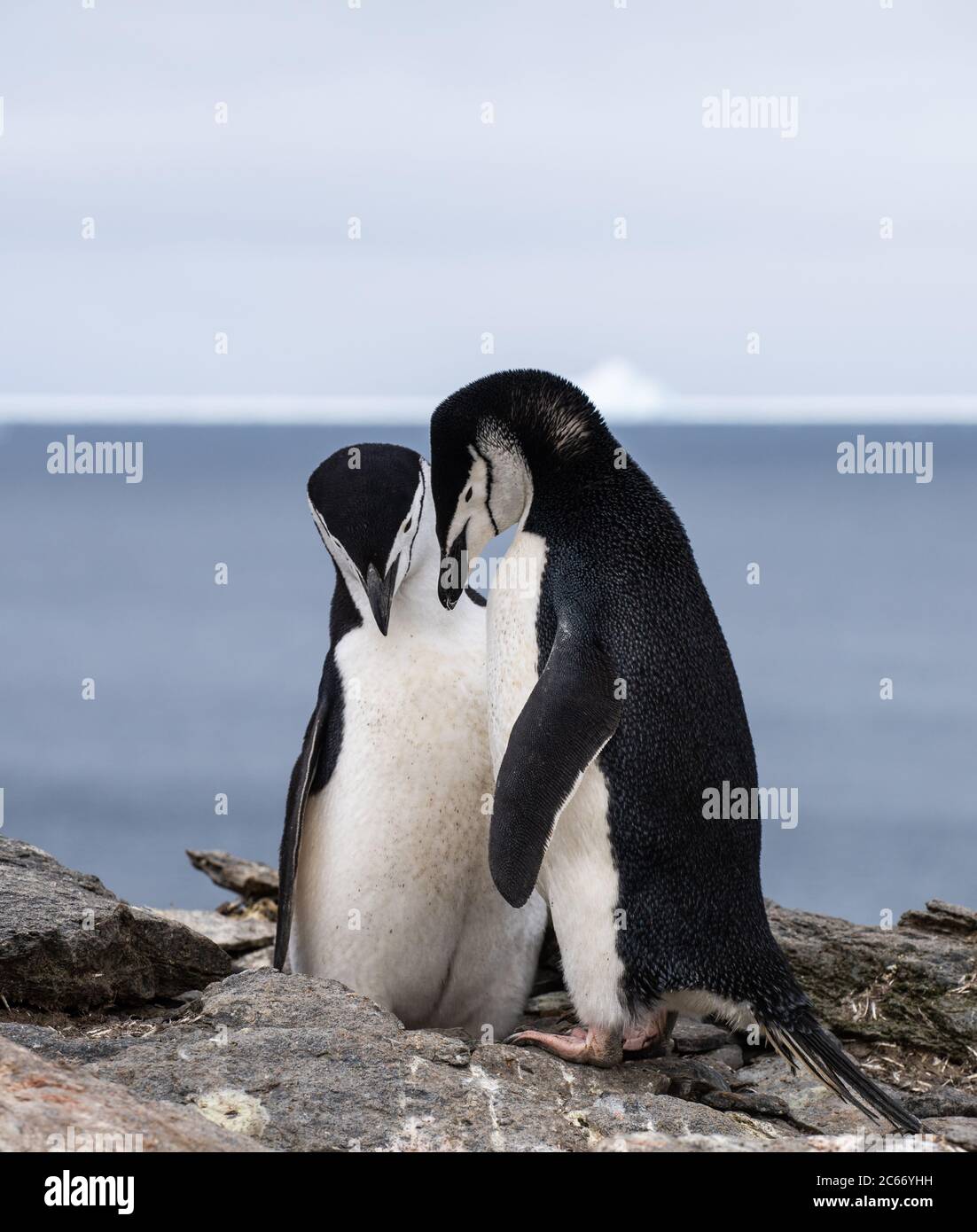A pair of Chinstrap Penguins (Pygoscelis antarctica) on Signy Island, South Shetlands, Antarctica Stock Photo