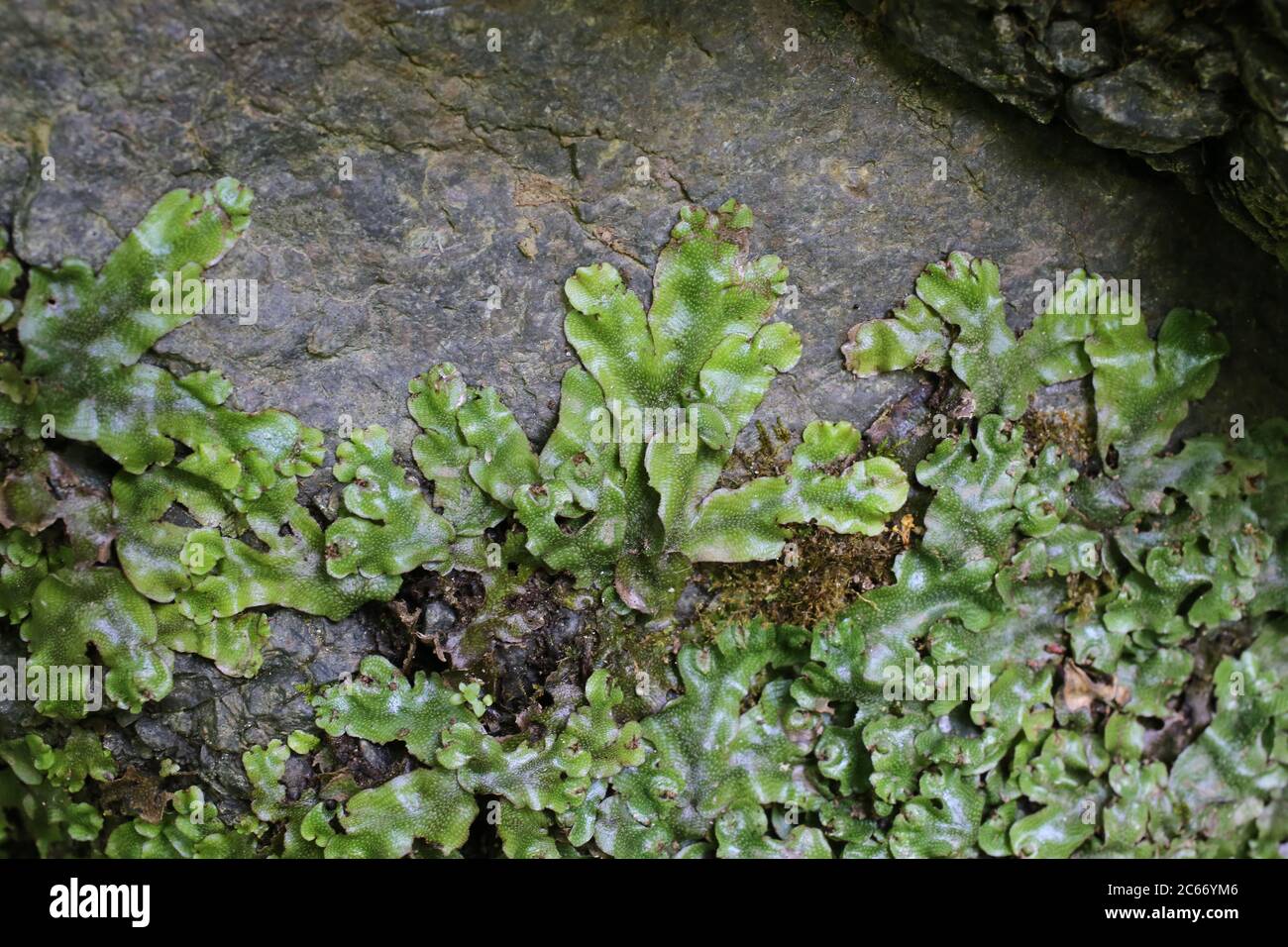 Marchantia polymorpha - Wild plant shot in summer. Stock Photo