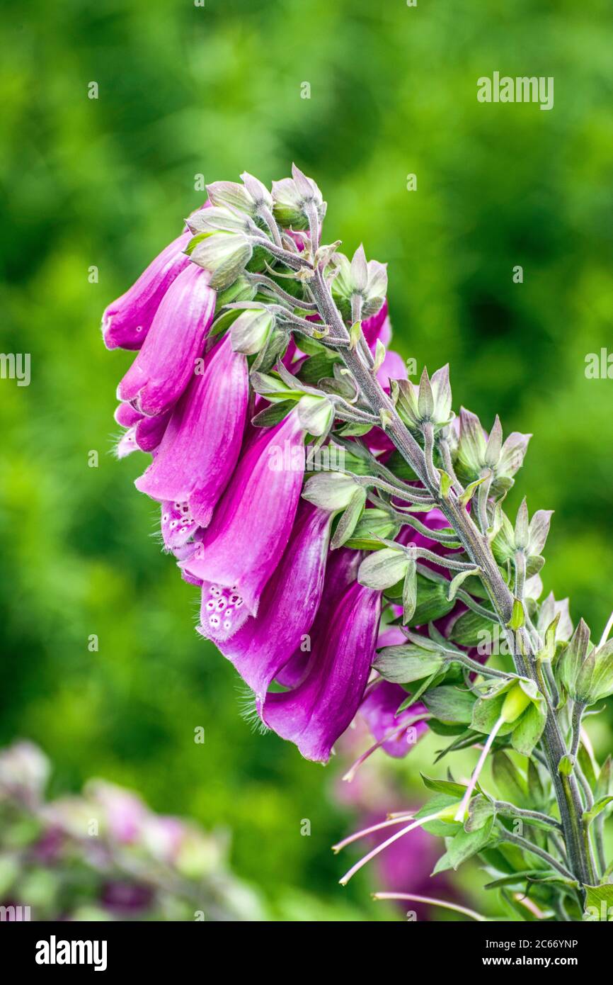Foxglove on Mynydd Illtyd Common in the South Wales Brecon Beacons National Park in July Stock Photo