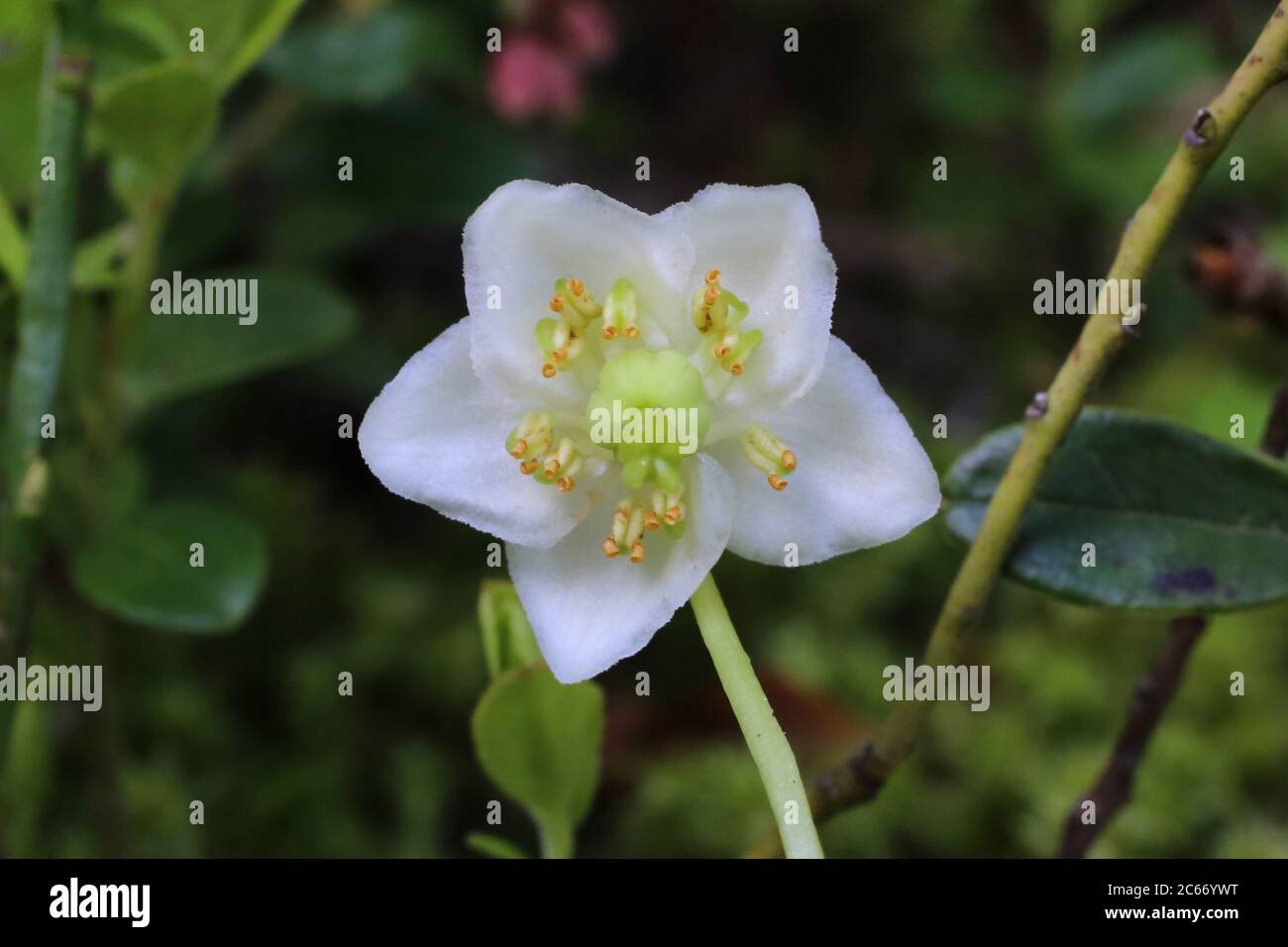 Moneses uniflora, One-Flowered Wintergreen. Wild plant shot in summer. Stock Photo