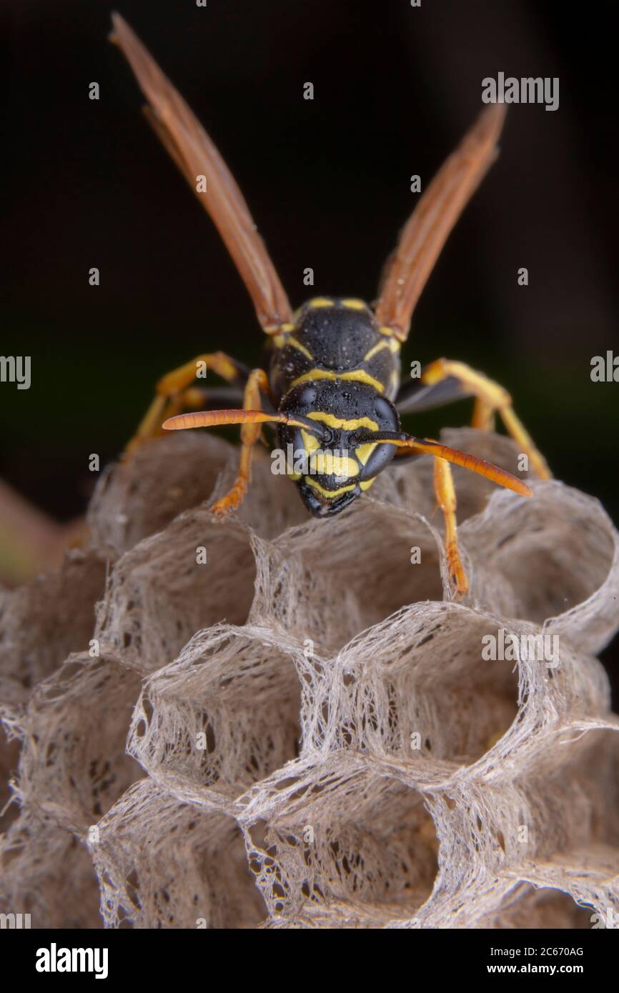 Female wiorker Polistes nympha wasp protecting his nest from attack Stock Photo