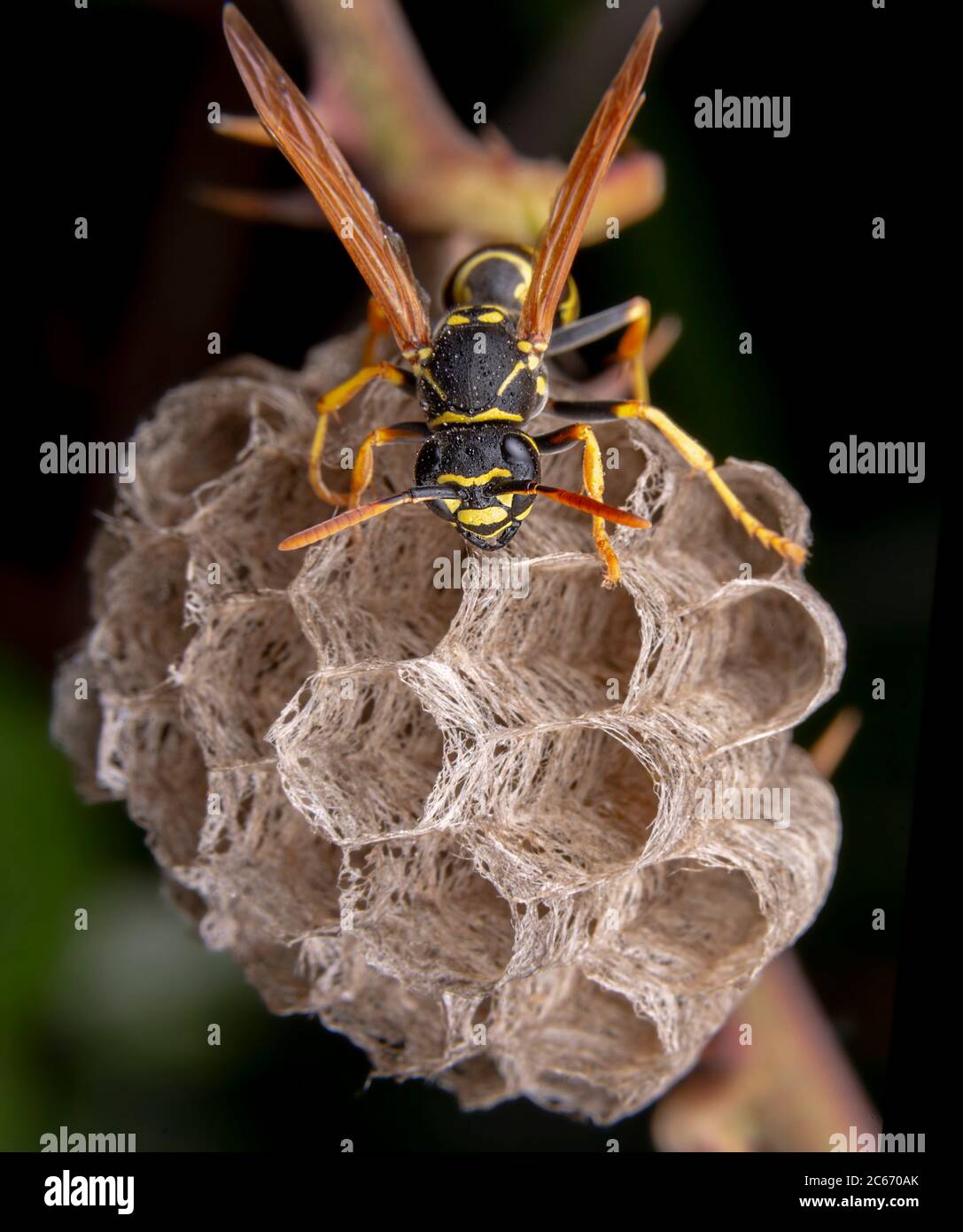 Female wiorker Polistes nympha wasp protecting his nest from attack Stock Photo