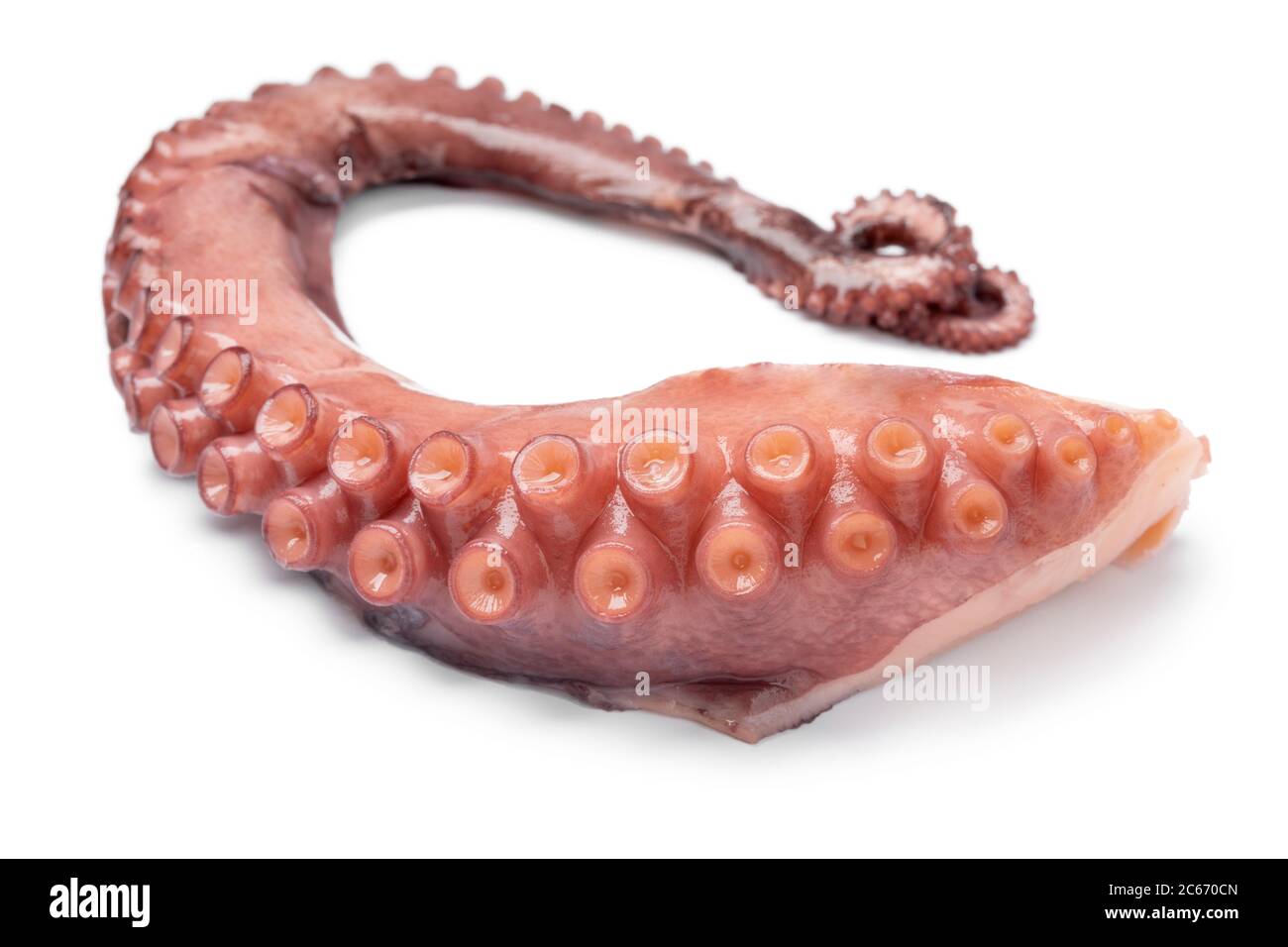 Fresh cooked octopus tentacle close up isolated on white background Stock Photo