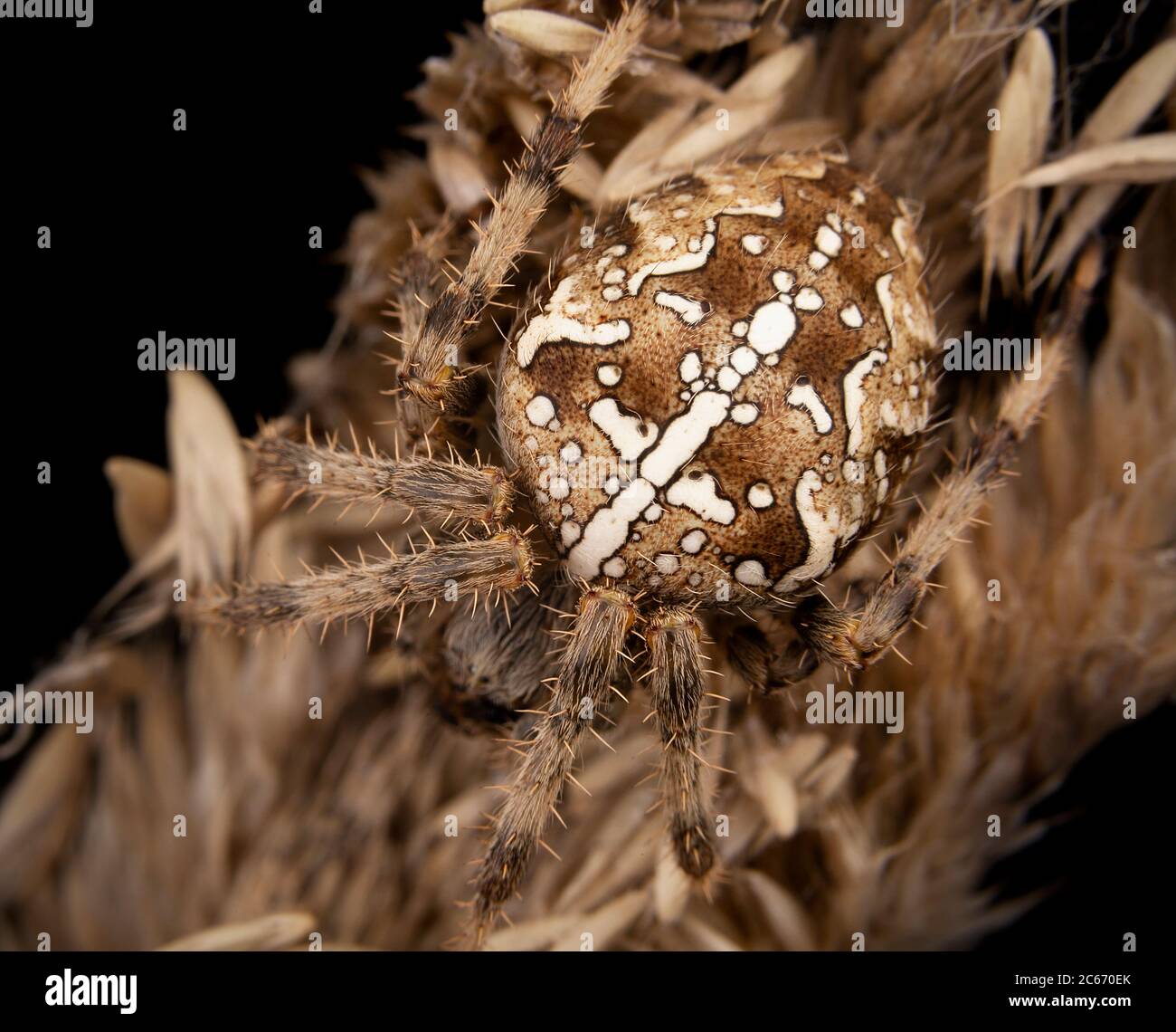 Araneus diadematus spider with eggsack Stock Photo