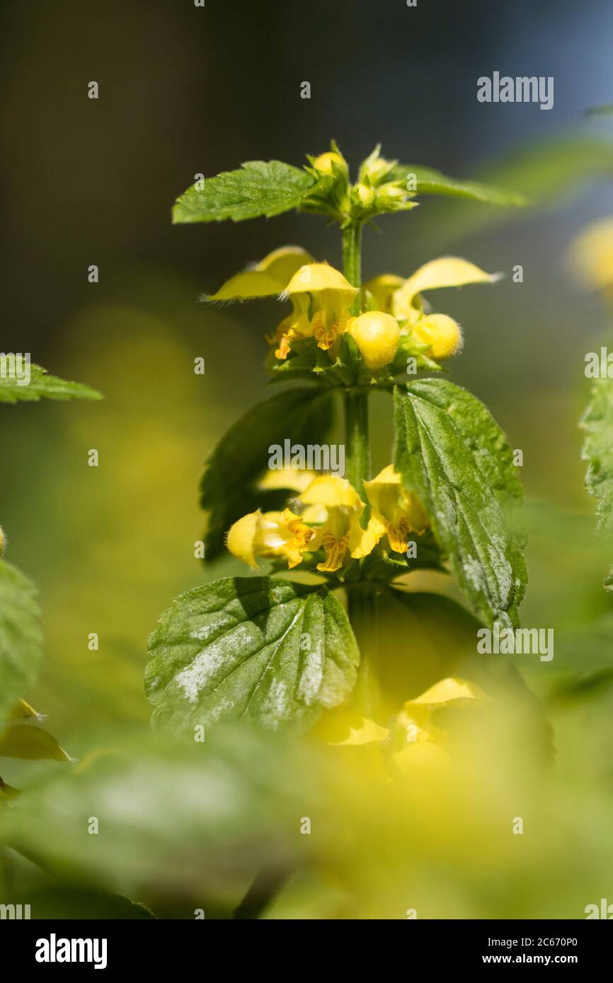 Archangel flowers hires stock photography and images Alamy