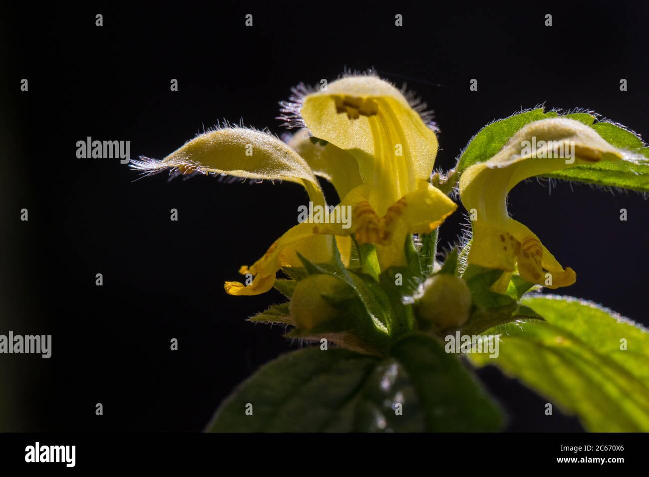Archangel flowers hires stock photography and images Alamy