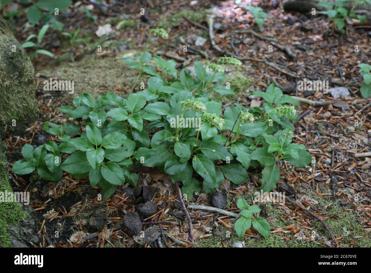 Orthilia secunda, Nodding Winterdreen. Wild plant shot in summer. Stock Photo