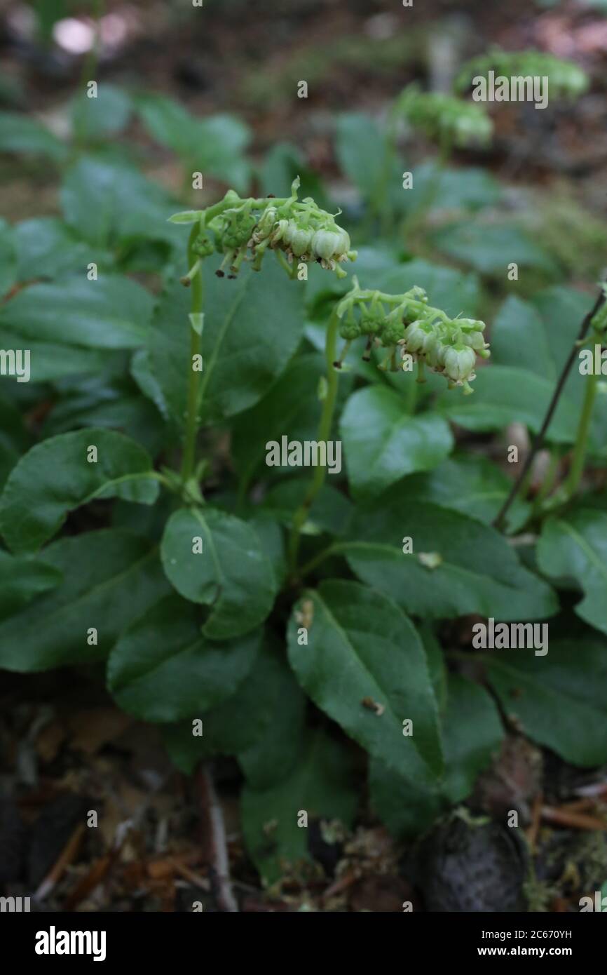 Orthilia secunda, Nodding Winterdreen. Wild plant shot in summer. Stock Photo