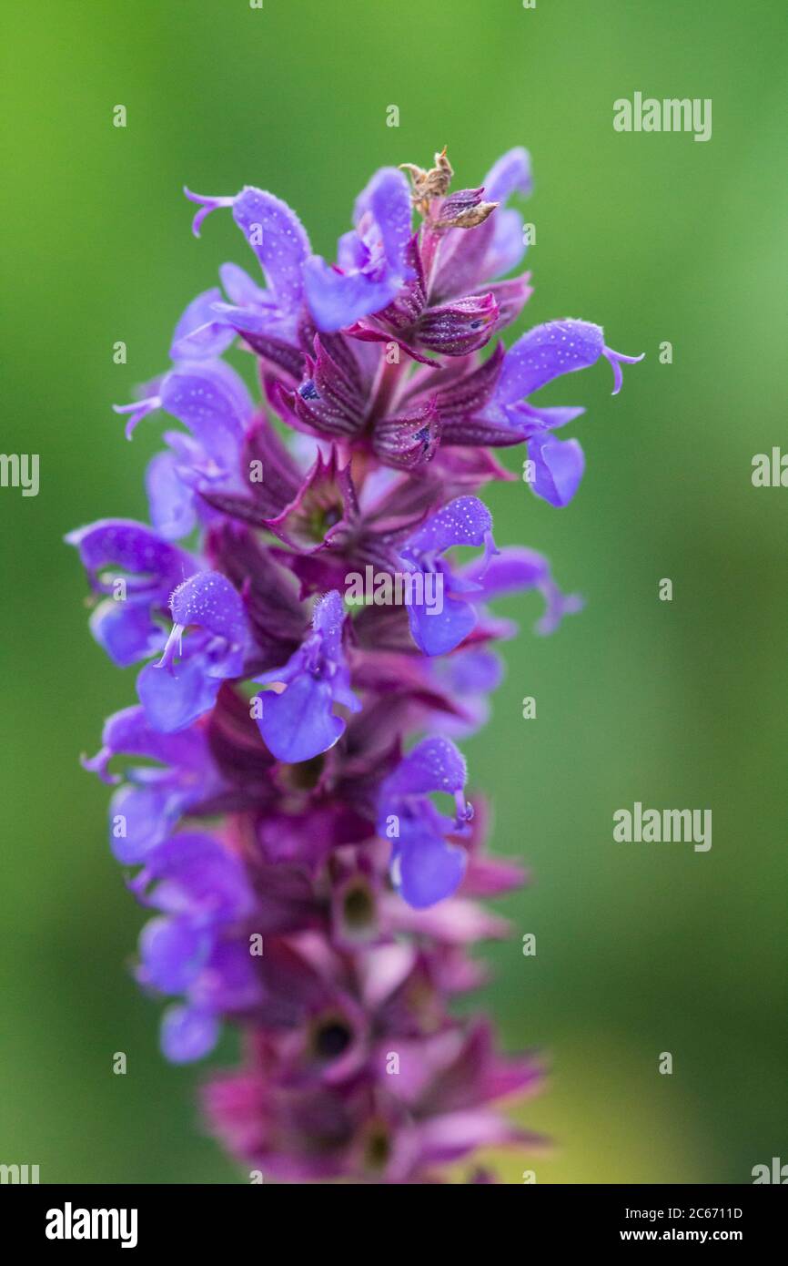 Close up photo of Southern, leopard marsh orchid, macro evening shot with blurred background Stock Photo