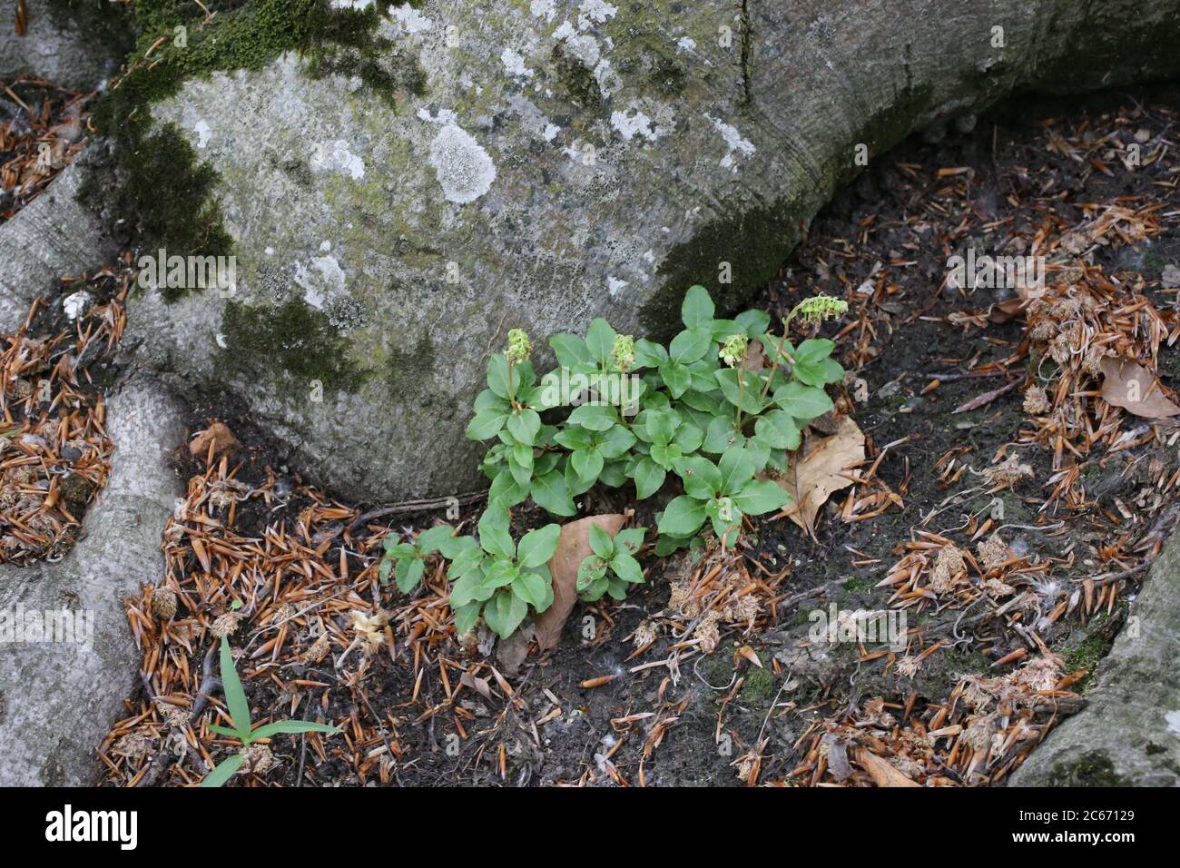 Orthilia secunda, Nodding Winterdreen. Wild plant shot in summer. Stock Photo