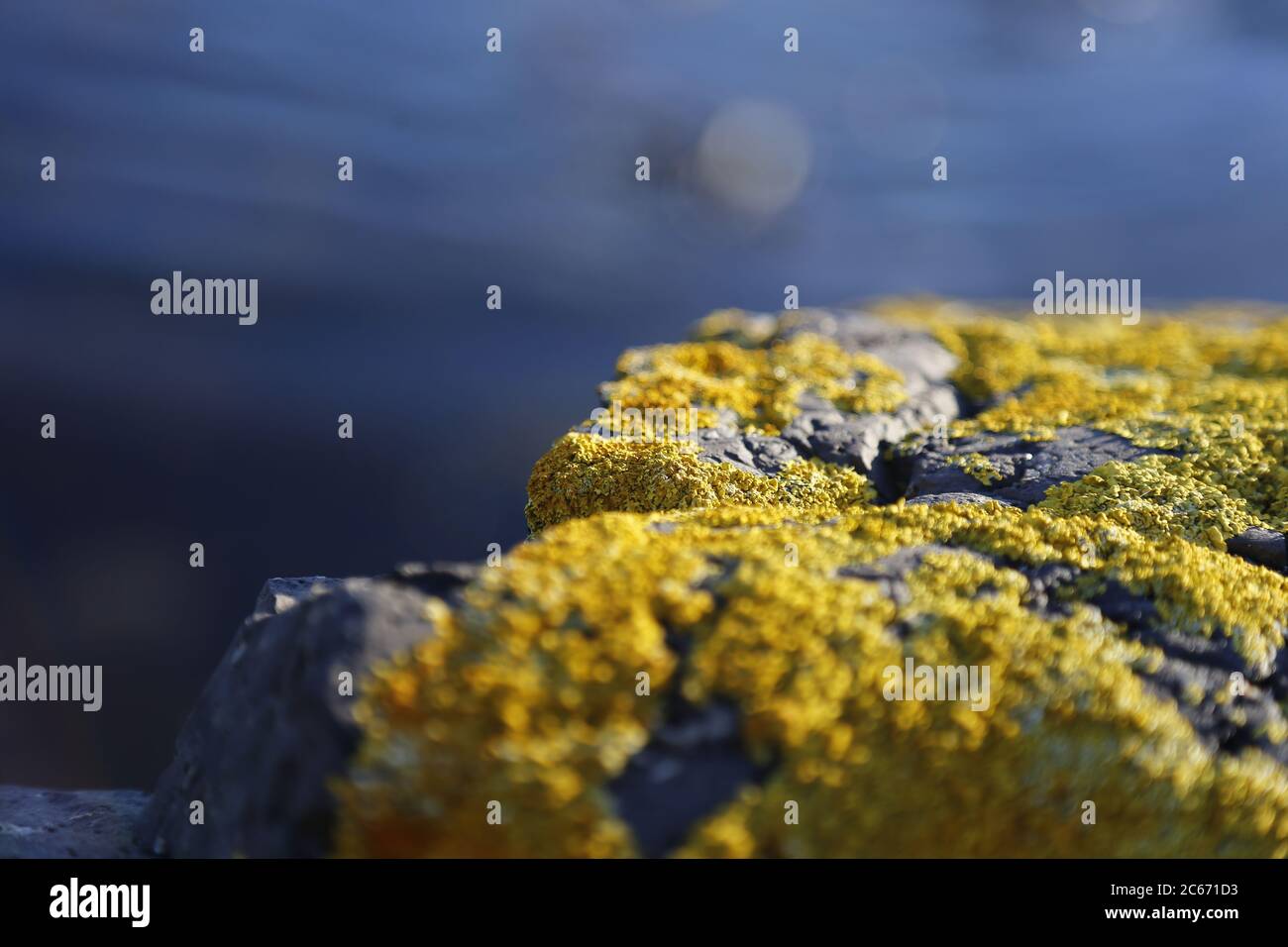 CloseUp photo Stones and Rocks on a seashore covered with yellow moss with blue sea background Stock Photo