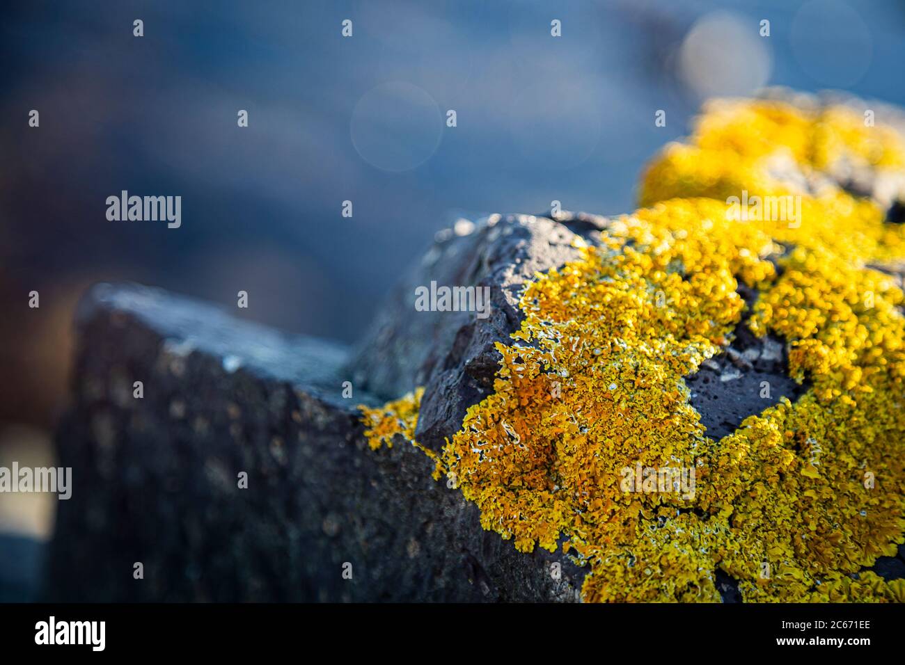 CloseUp photo Stones and Rocks on a seashore covered with yellow moss with blue sea background Stock Photo