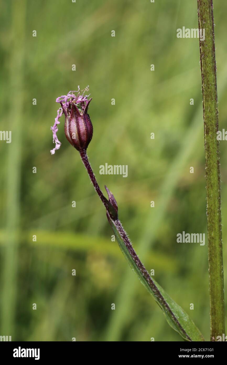 Silene flos-cuculi, Lychnis flos-cuculi. Wild plant shot in summer. Stock Photo
