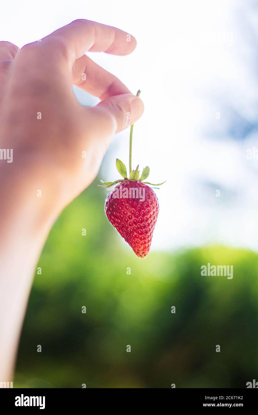 hand holding strawberry against unfocused sky Stock Photo - Alamy