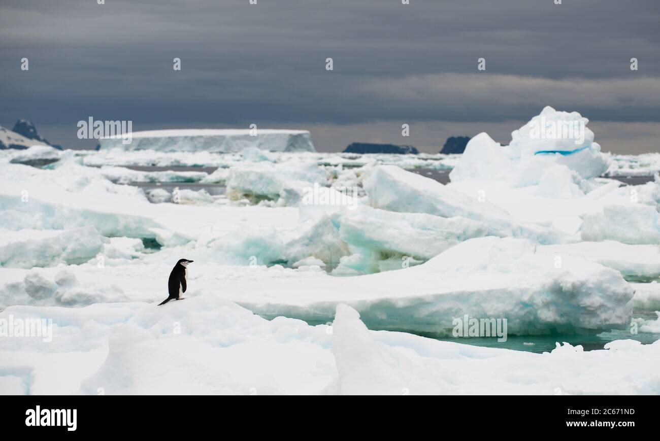 A Chinstrap Penguin (Pygoscelis antarctica) crossing ice at Signy Island, South Shetlands, Antarctica Stock Photo