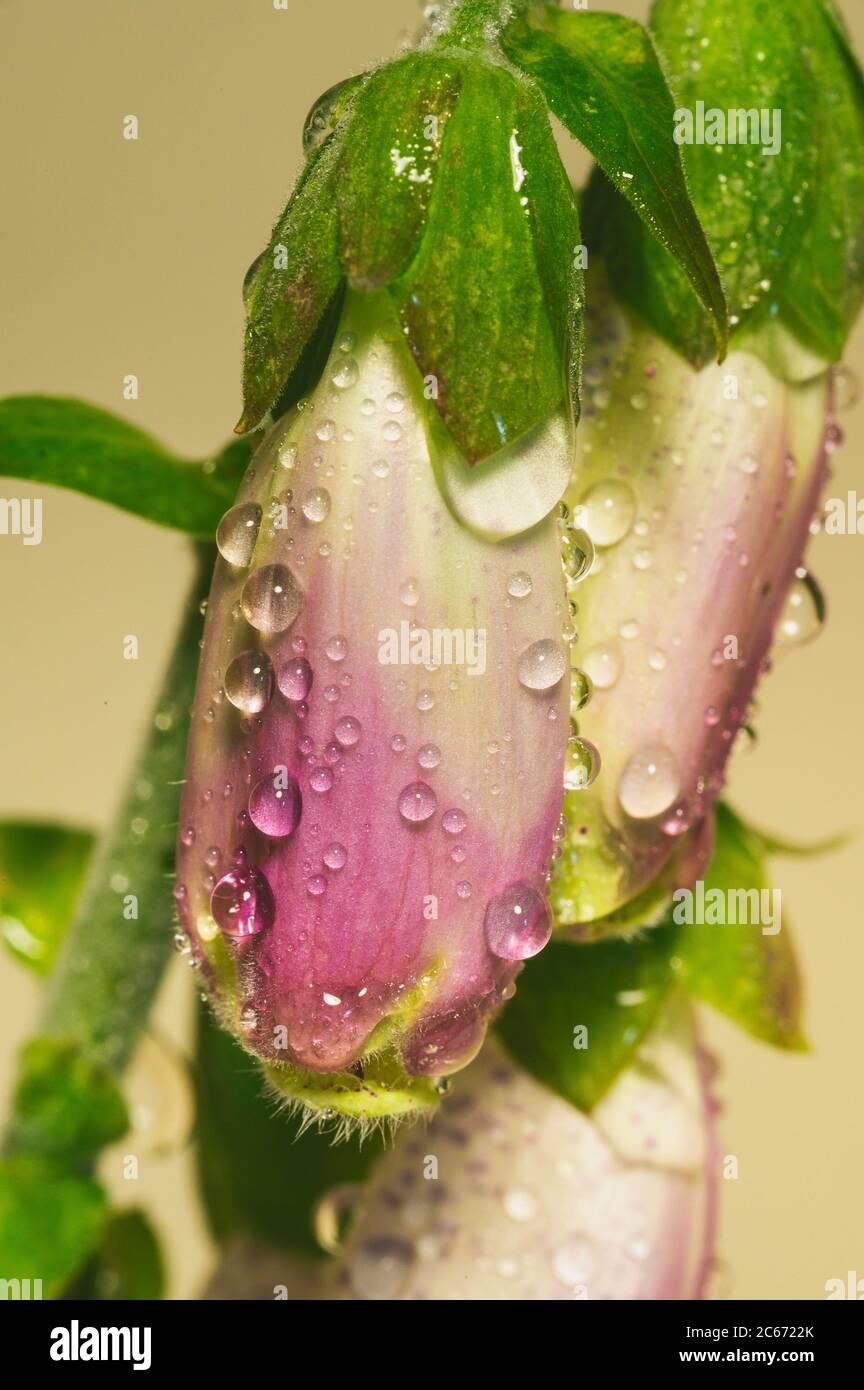 Closeup Of Fox Glove With Water Droplets Stock Photo