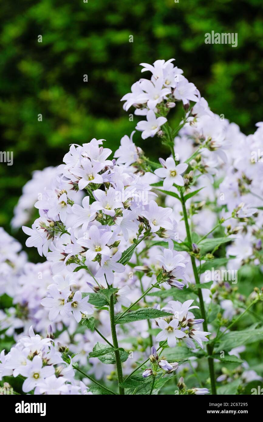 Campanula lactiflora 'Platinum', Milky bellflower 'Platinum', Milk-white bellflower 'Platinum', Campanula celtidifolia 'Platinum' in flower Stock Photo