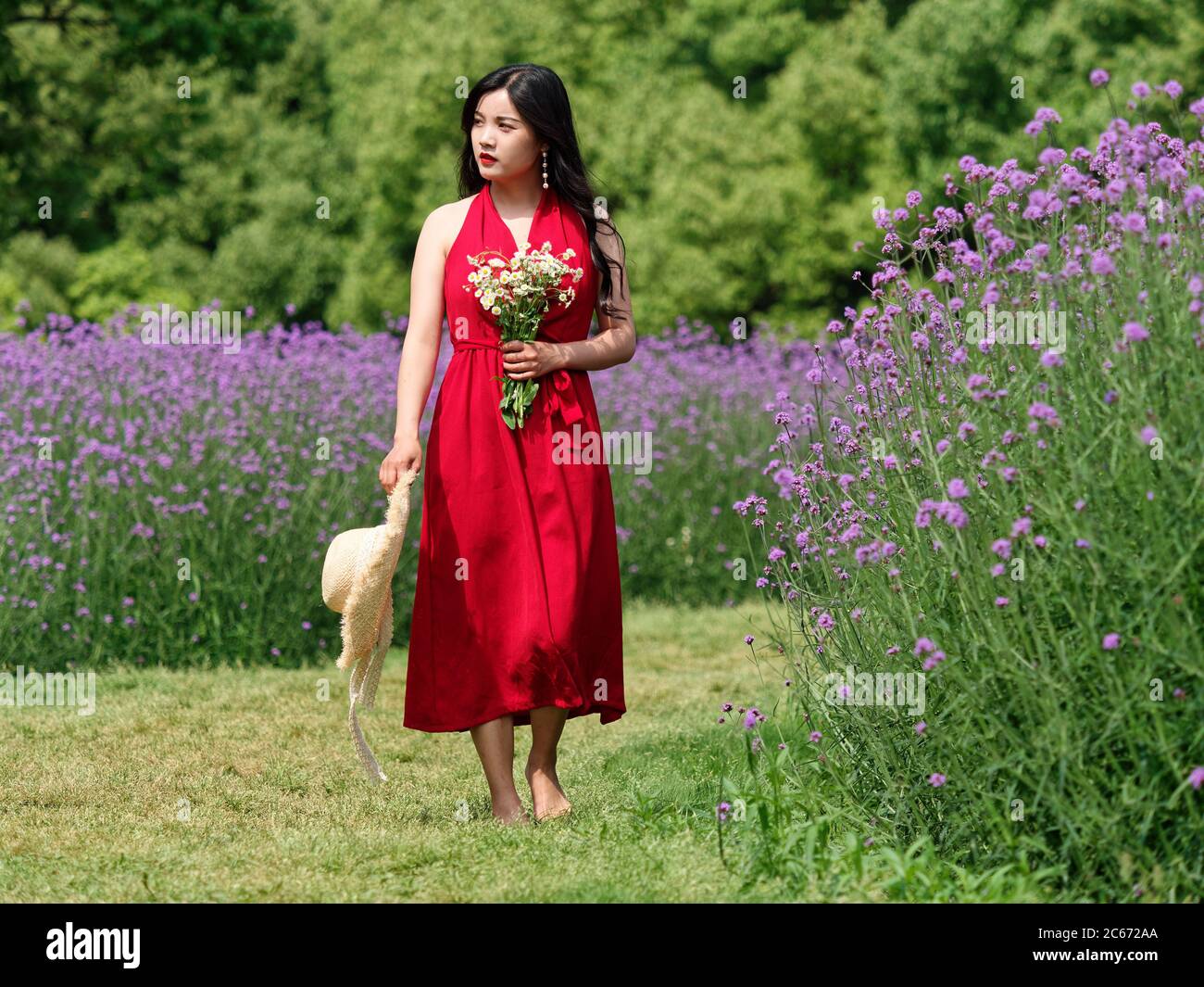 Portrait of Chinese girl in red dress walk in verbenae flower field ...