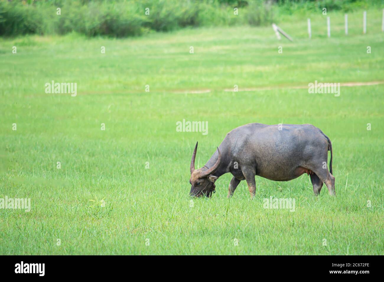 A buffalo eating grass on a meadow. Stock Photo