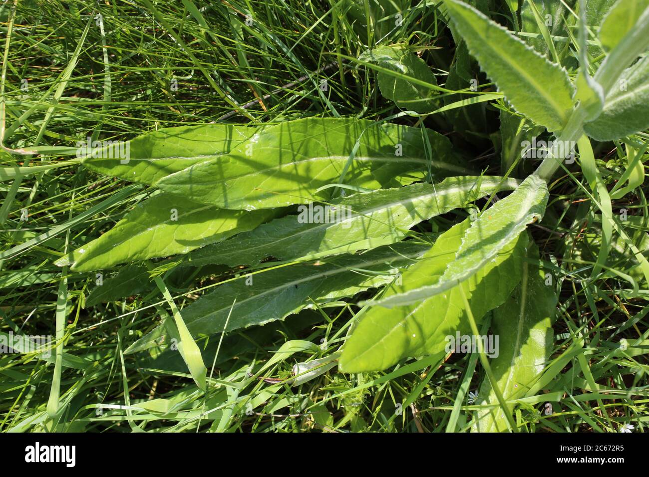 Tephroseris papposus - Wild plant shot in summer. Stock Photo