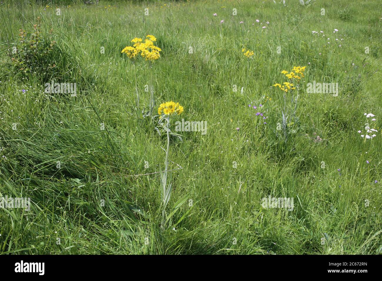 Tephroseris papposus - Wild plant shot in summer. Stock Photo