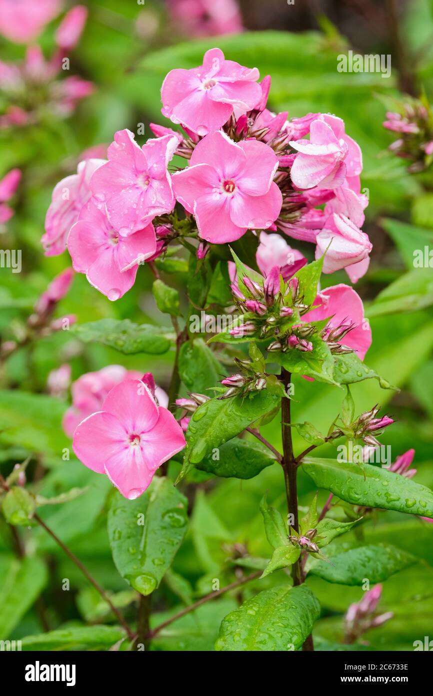 Pink flowers of Phlox paniculata 'Rijnstroom', perennial phlox 'Rijnstroom' Stock Photo