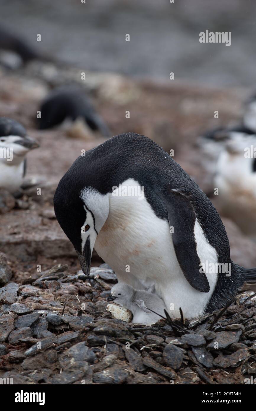 Chinstrap Penguin (Pygoscelis antarctica) adult and chick on Signy Island, South Shetlands, Antarctica Stock Photo