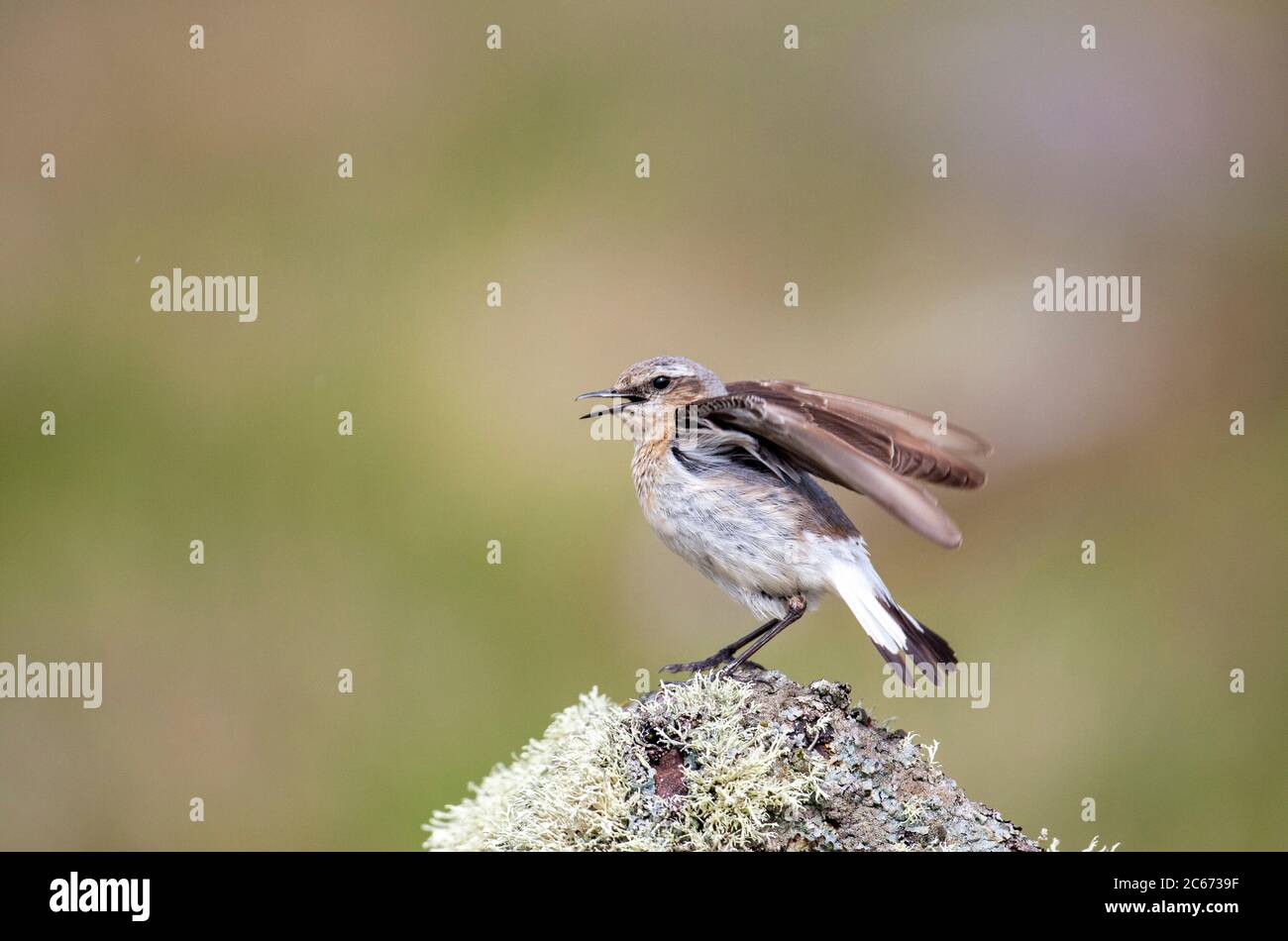 Female wheatear, Oenanthe oenanthe, perched on a rock, fluttering wings and calling to its young. Handa Island, Sutherland, Scotland UK Stock Photo