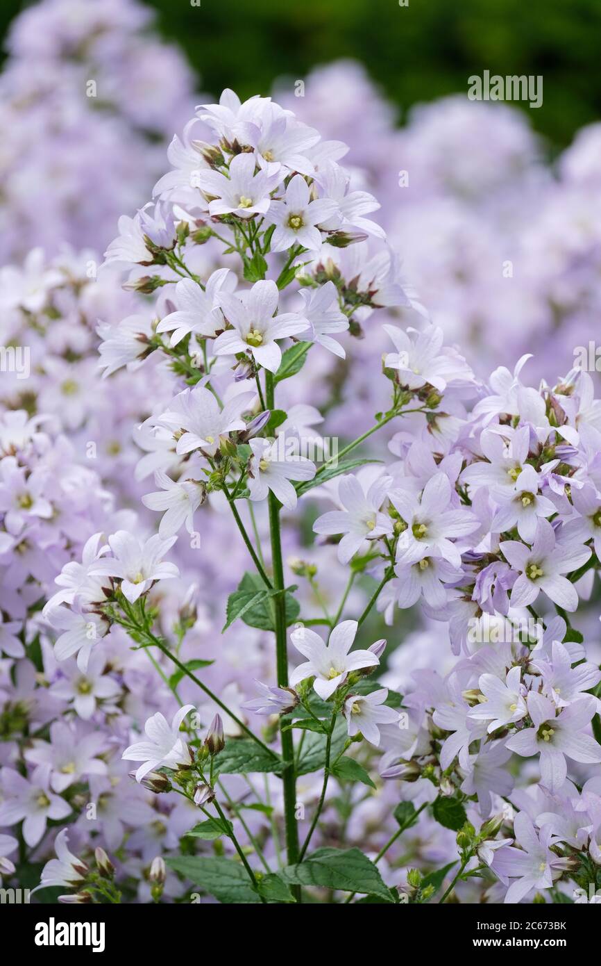 Campanula lactiflora 'Platinum', Milky bellflower 'Platinum', Milk-white bellflower 'Platinum', Campanula celtidifolia 'Platinum' in flower Stock Photo