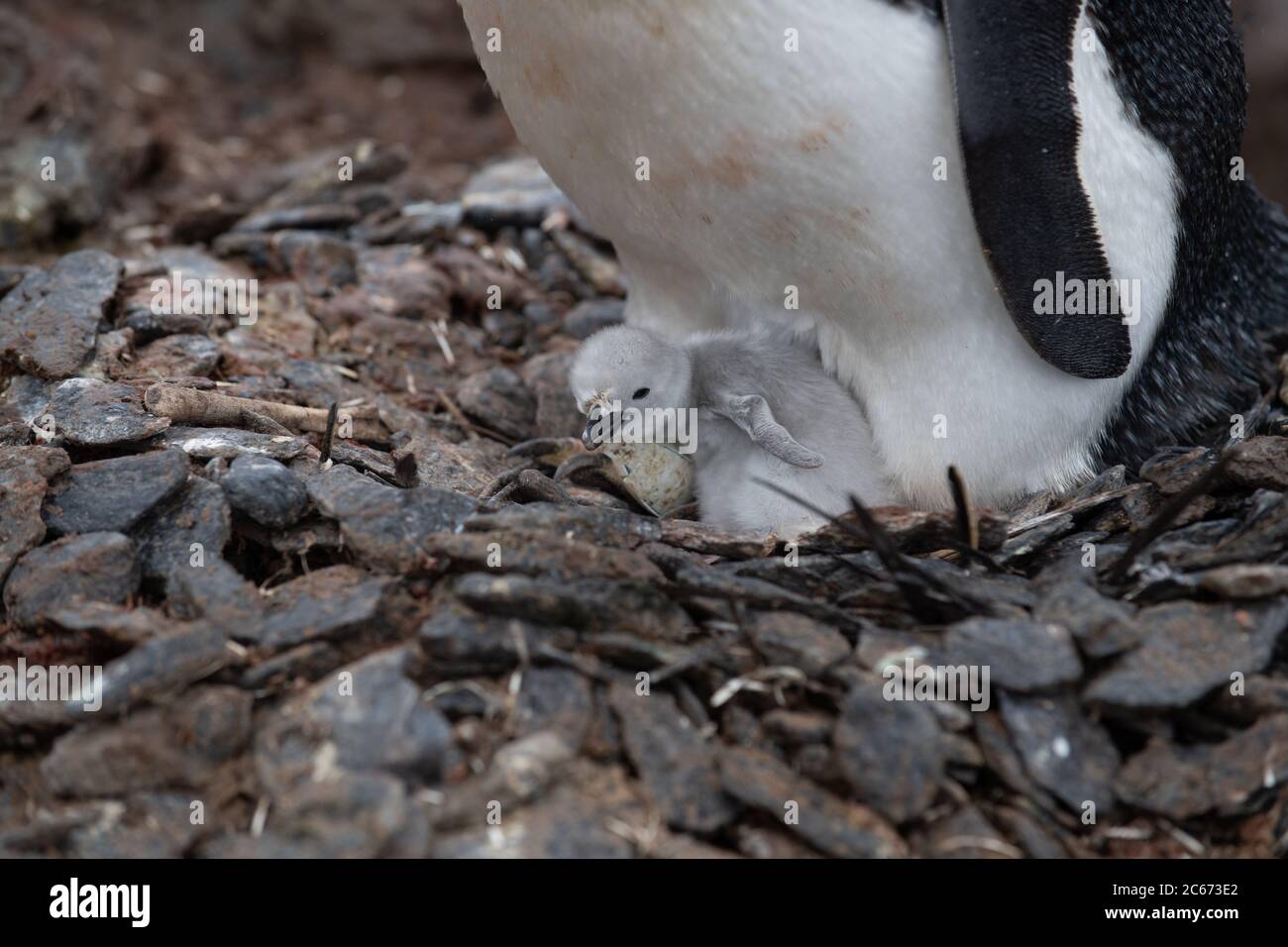 Chinstrap Penguin (Pygoscelis antarctica) adult and chick on Signy Island, South Shetlands, Antarctica Stock Photo