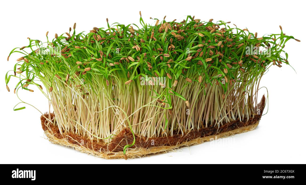 Micro green sprouts of fennel isolated on white Stock Photo Alamy