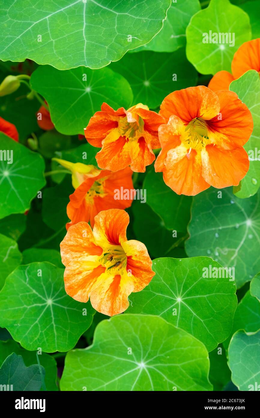 Nasturtium tropaeolum nasturtiums close up hires stock photography and