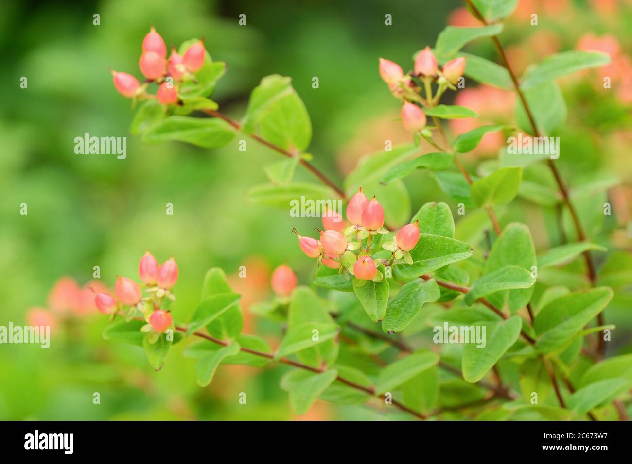 Hypericum x inodorum 'Magical Pumpkin'. Hypericum 'Kolmapuki', St. John's wort 'Magical Pumpkin', Hypericum 'First Editions Pumpkin' Stock Photo