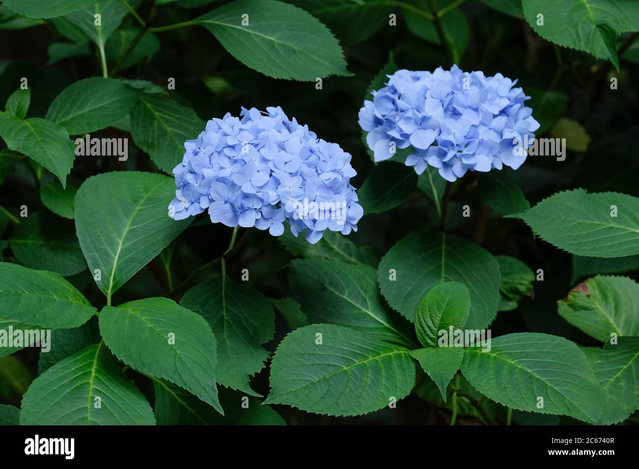 Blue flowers of hydrangea macrophylla Niedersachsen, Mophead Hortensia Stock Photo