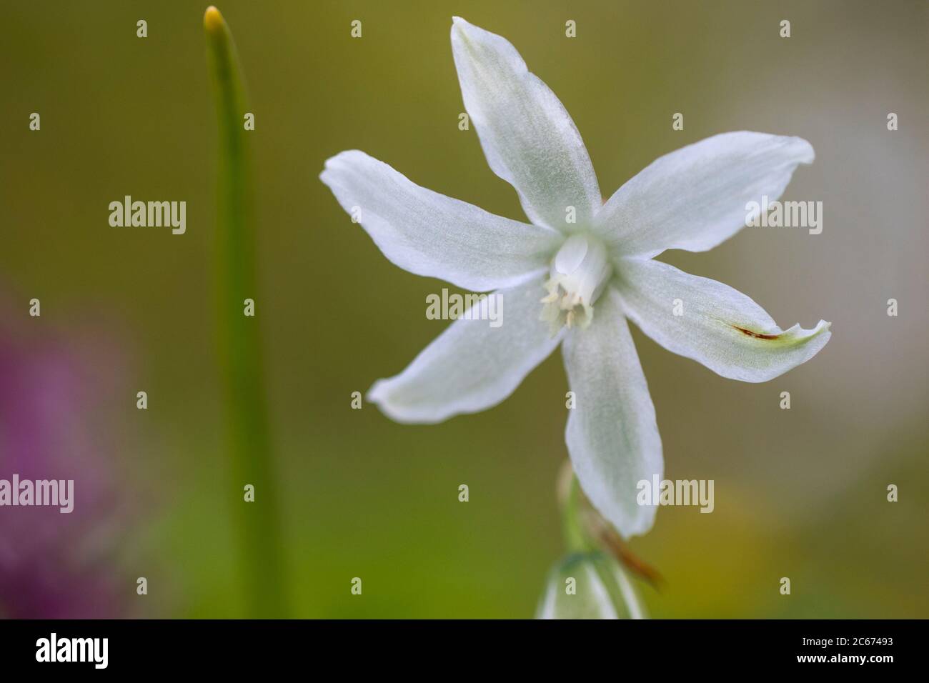 drooping star of bethlehem flower
