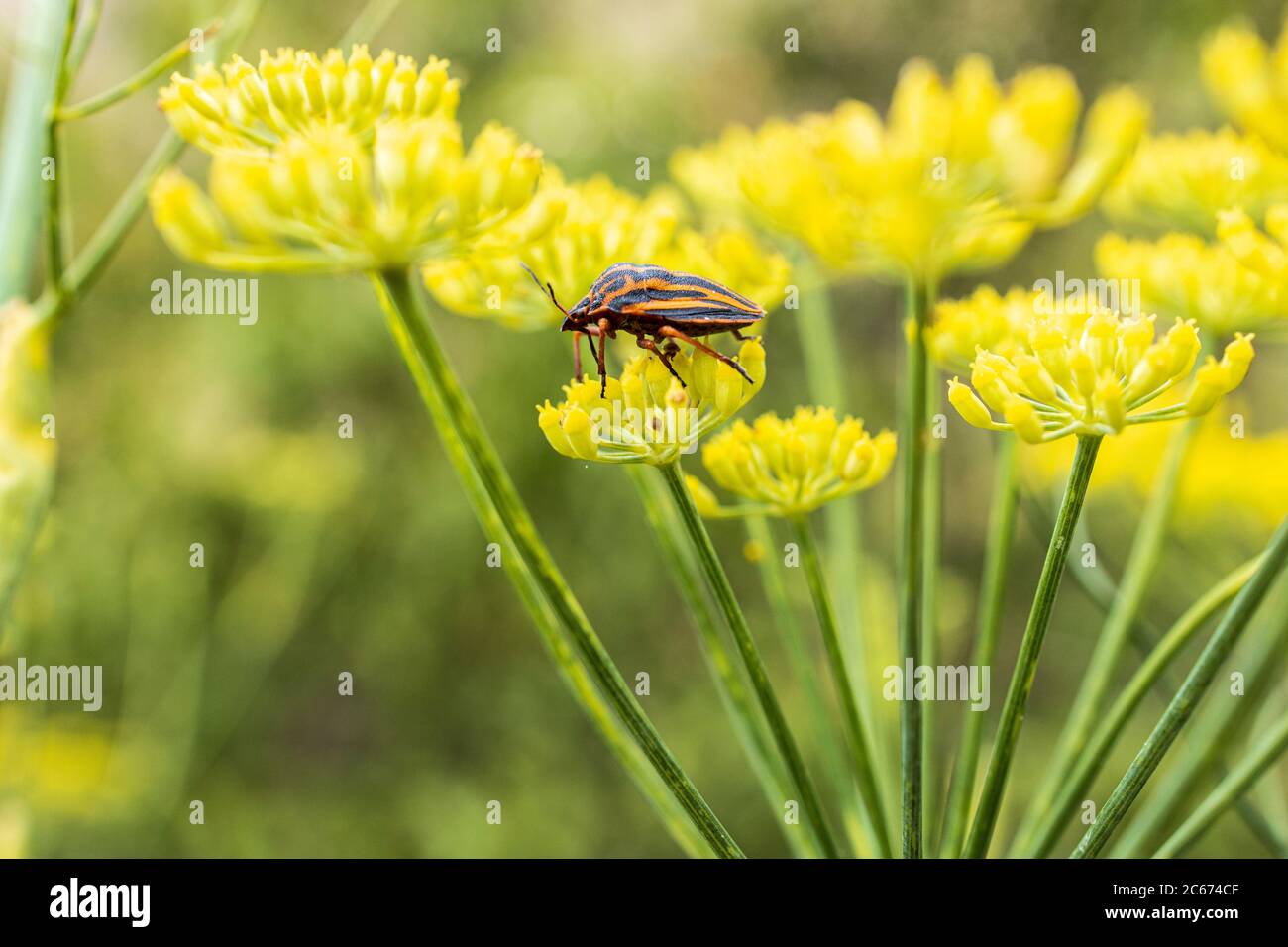 Graphosoma italicum red and black striped shield bug on yellow fennel flower in Masca, Tenerife, Canary Islands, Spain Stock Photo