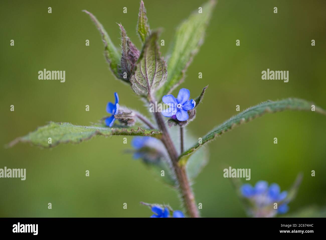 Green flower Stock Photo Alamy