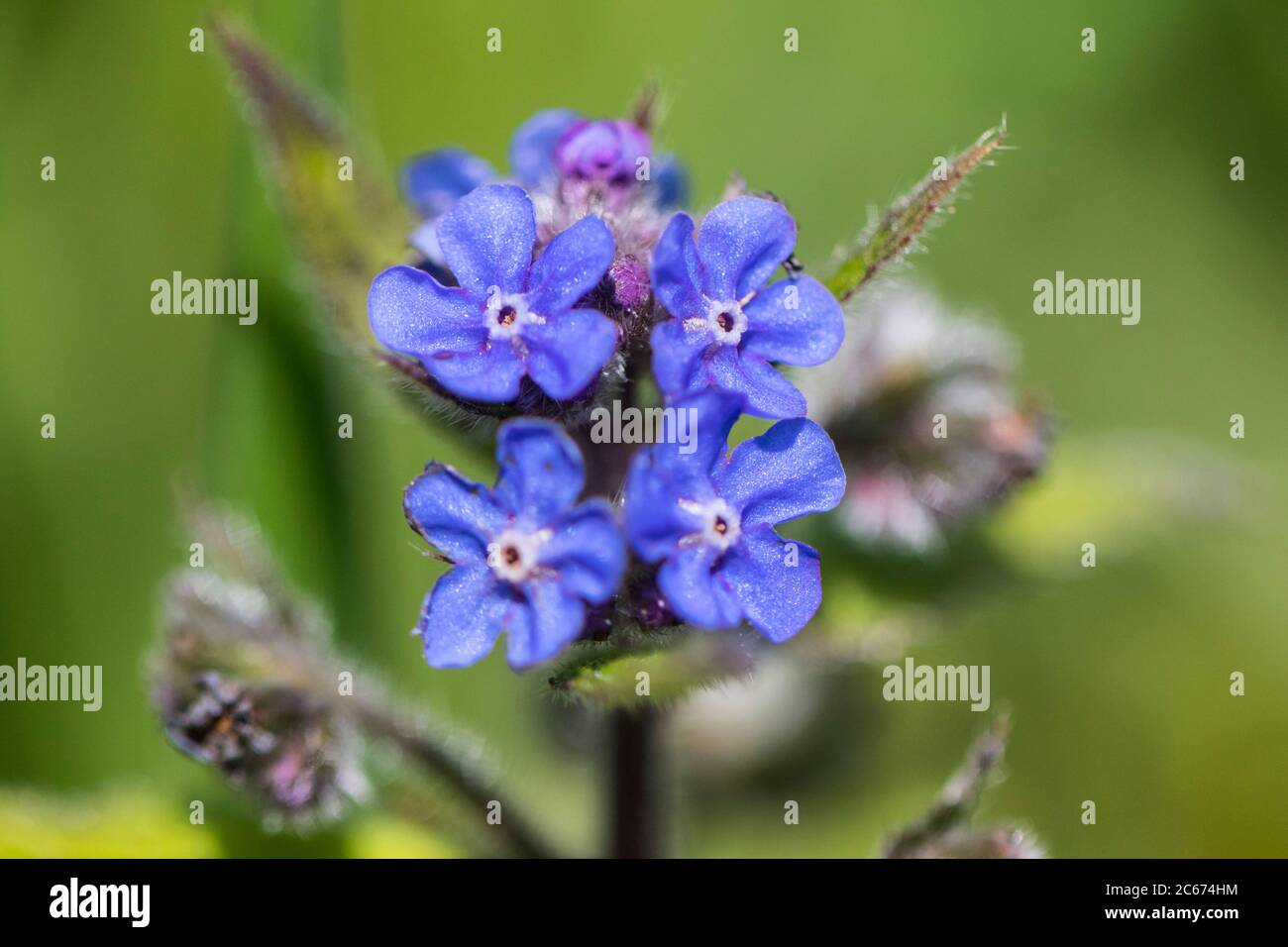 Green flower Stock Photo Alamy