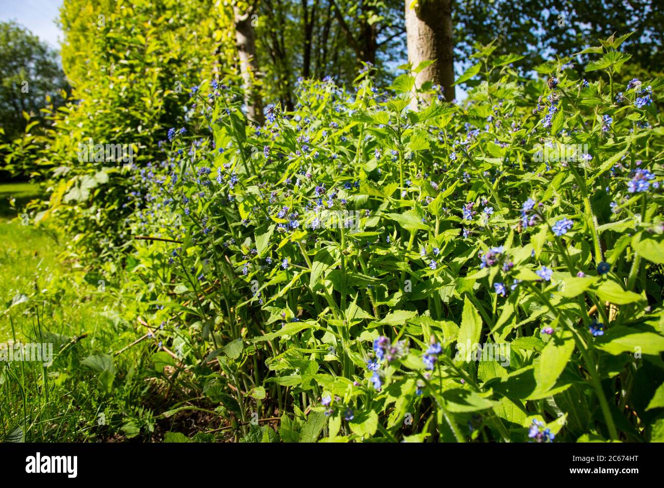 Green flower Stock Photo Alamy